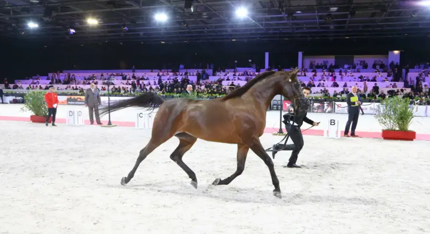 Un magnifique pur sang arabe en plein mouvement lors d'un show équestre, sous les regards d'un public nombreux.