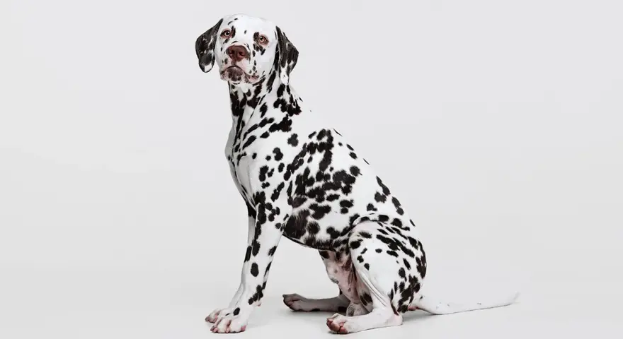 Uroczy dog o białej sierści w czarne cętki, siedzący na białym tle.