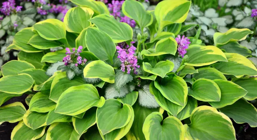Bunte Hosta-Blätter mit lila Blüten. Ein schöner funkien standort im Garten.