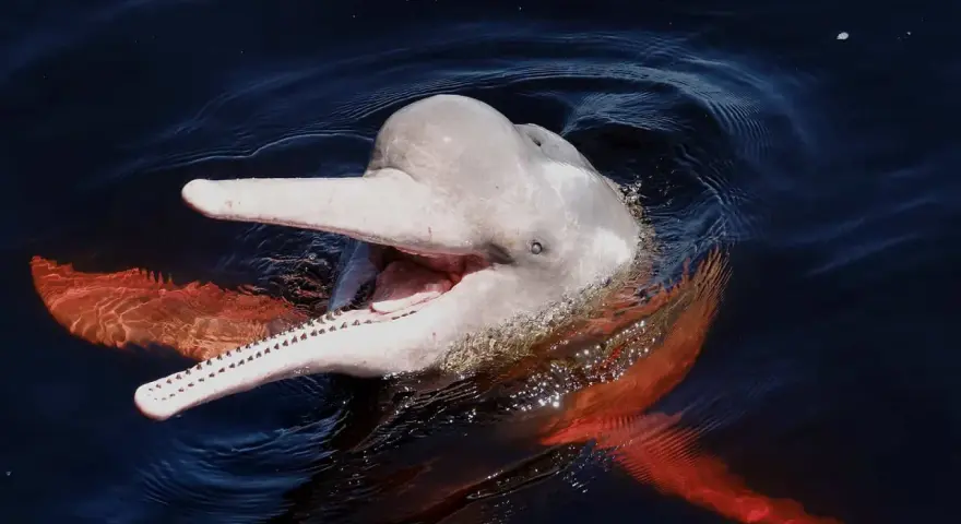 Różowy delfin z Amazonki wynurza się z ciemnej wody, otwierając pysk w uśmiechu. Jego płetwy mienią się w słońcu.