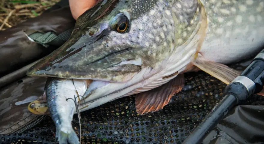 Ein großer Hecht mit einem kleineren Fisch im Maul, ein erfolgreicher Hecht Fang.