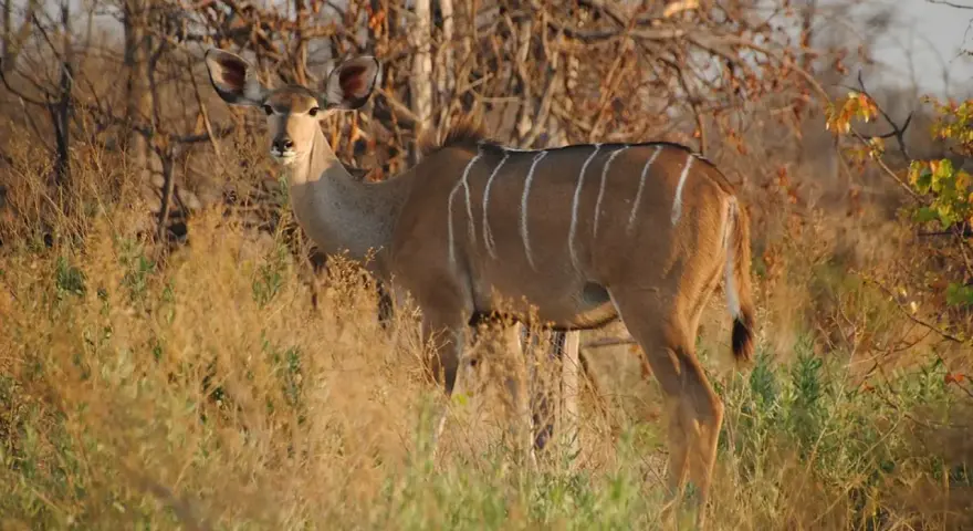 Kudu wielkie z charakterystycznymi białymi pasami na bokach, stojące w trawie.