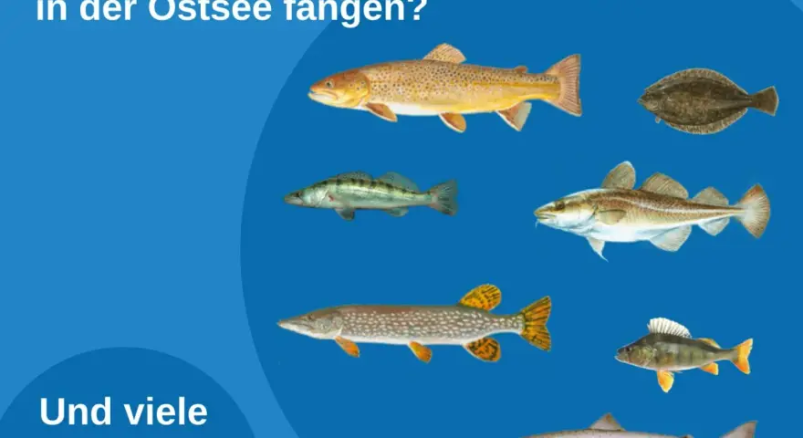 Illustrationen verschiedener Fische, die man in der Ostsee fangen kann, darunter Lachs, Dorsch und Hecht.
