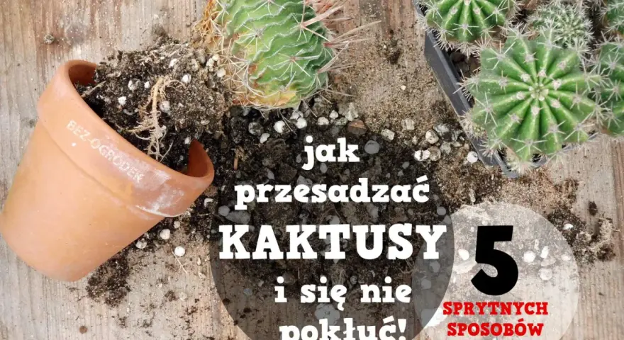 Jak przesadzić kaktusa, by się nie pokłuć? Na drewnianym blacie leżą kaktusy, doniczka i ziemia.