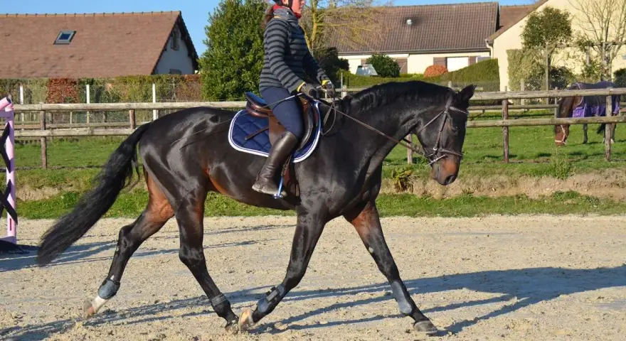 Une cavalière monte un cheval noir. Le cheval porte des protections aux membres, suggérant qu'il faut monter un cheval qui a de l'arthrose avec soin.