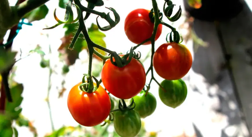 Busktomater i kruka hänger mogna och gröna. Solen lyser på de röda tomaterna som snart är redo att skördas.