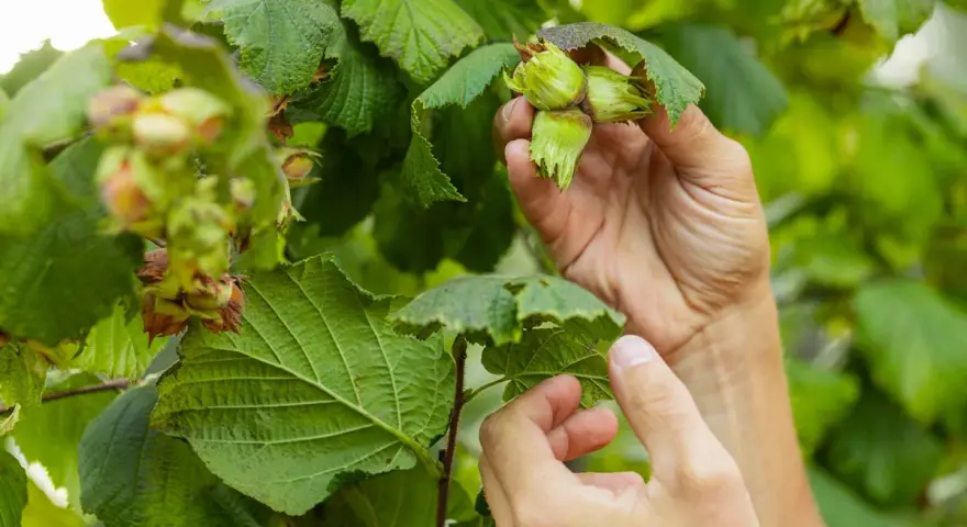 Händer plockar omogna nötter från en rödbladig hasselbuske. Gröna blad och nötter i fokus.