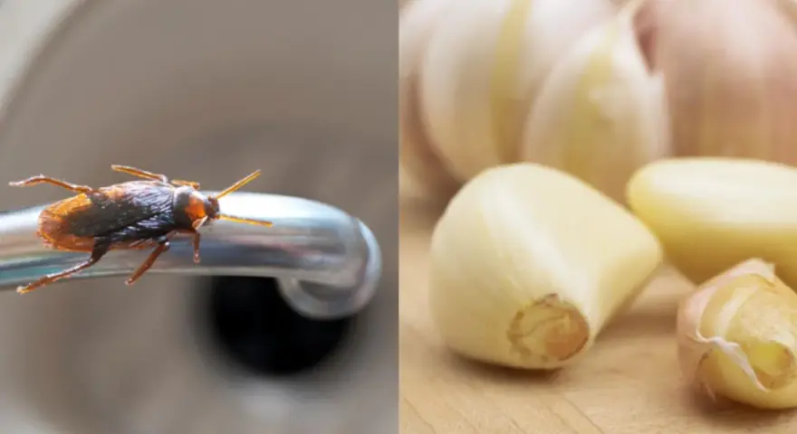 Una cucaracha en un grifo y dientes de ajo, sugiriendo una plaga de cucarachas y un remedio natural.
