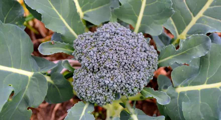 En frodig broccolihuvud omgiven av stora gröna blad. En vacker syn för alla som vill odla broccoli.