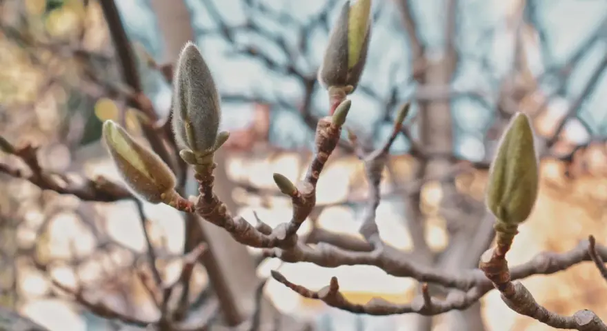 Pąki magnolii, zapowiadające wiosnę, kiedy kwitnie.