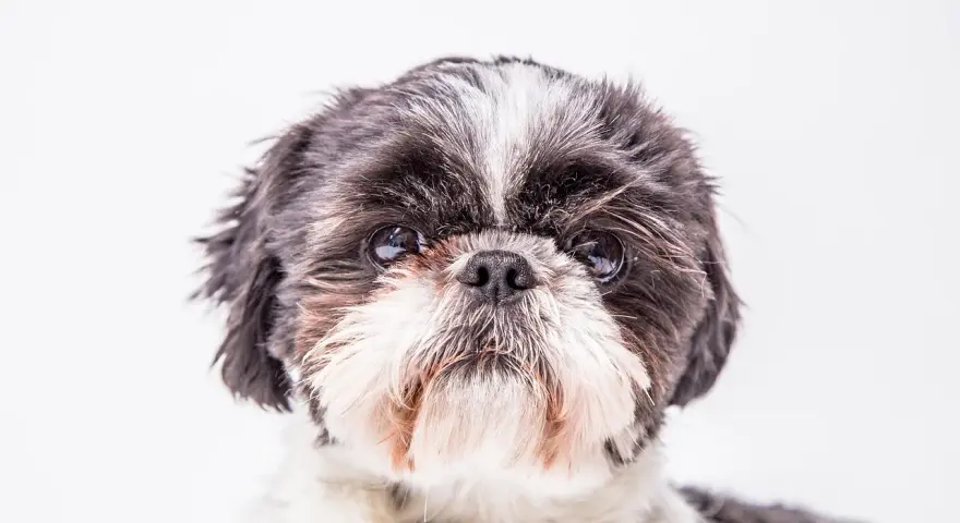 Uroczy shih tzu z czarno-białym futrem, z charakterystycznym białym pasem na czole. Jego oczy błyszczą, a pyszczek jest puszysty.
