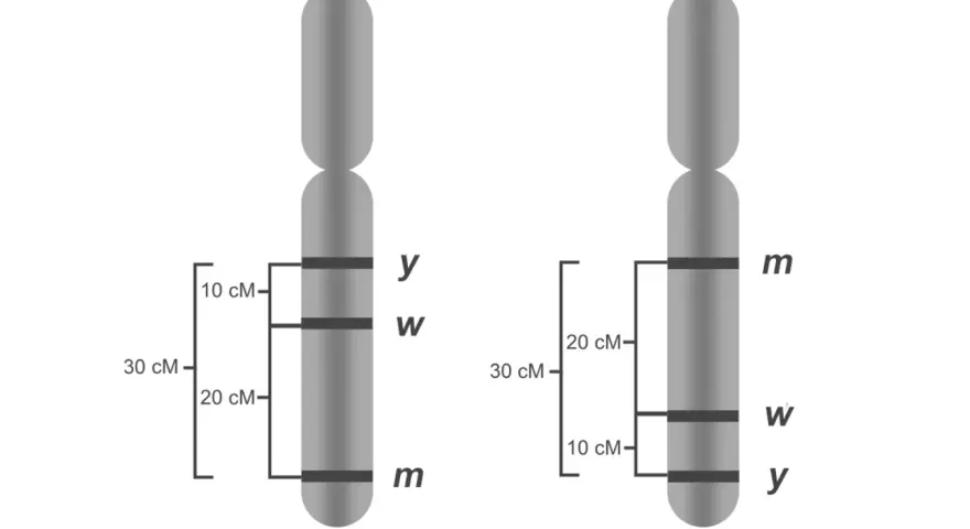 Dwa chromosomy z zaznaczonymi genami. Czy paradontoza jest dziedziczna? Analiza genów na chromosomach może pomóc odpowiedzieć na to pytanie.
