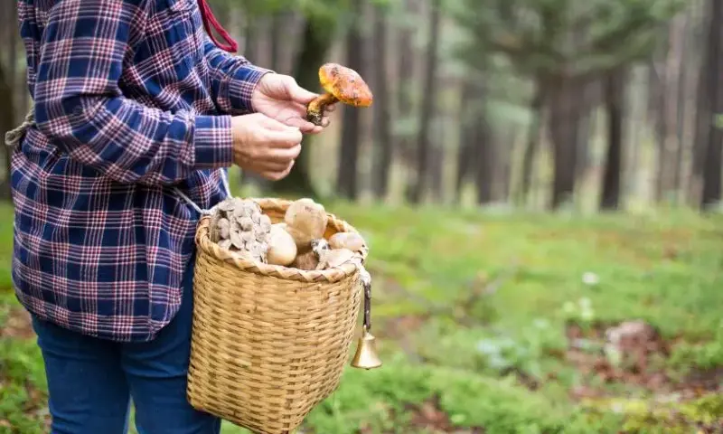 Gdzie na grzyby Szczecin? Odkryj sprawdzone lasy i zbieraj bezpiecznie!