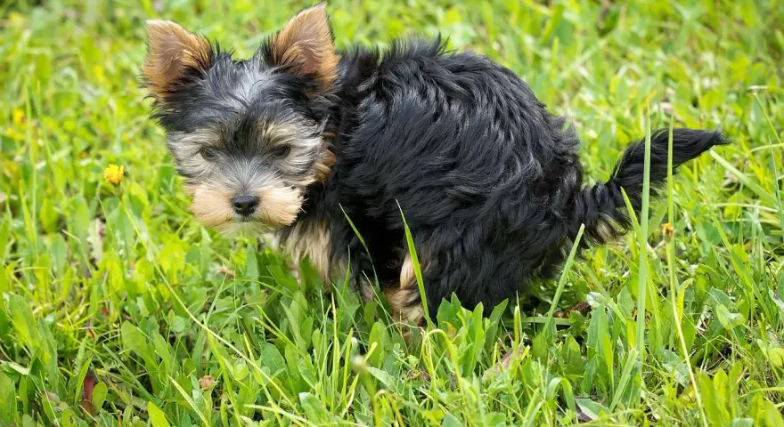 Mały, kudłaty piesek Yorkshire Terrier robi żółtą kupę na trawie.