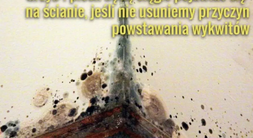 Widok narożnika ściany z widocznym grzybem i pleśnią. Konieczne odgrzybianie ścian, by zapobiec nawrotom wykwitów.