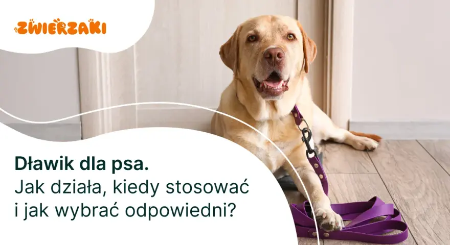 Jak założyć dławik dla psa - uniknij błędów i zapewnij bezpieczeństwo