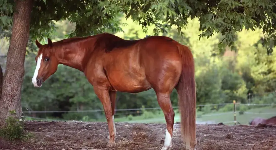 Cheval bai sous un arbre, profitant de l'ombre. Le pssm cheval est bien visible, avec sa robe brillante et sa longue crinière.