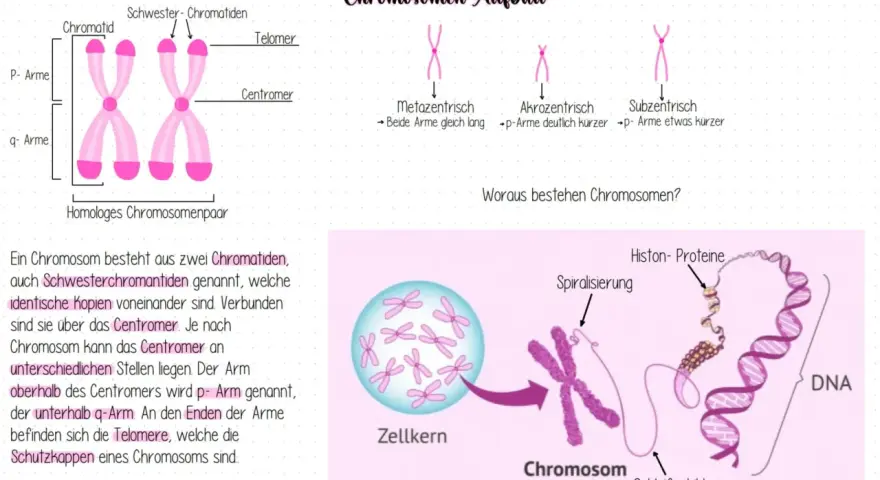 Ein männliches Chromosomenpaar mit p- und q-Armen, Centromer und Telomeren. Daneben verschiedene Chromosomenformen und die DNA-Struktur.