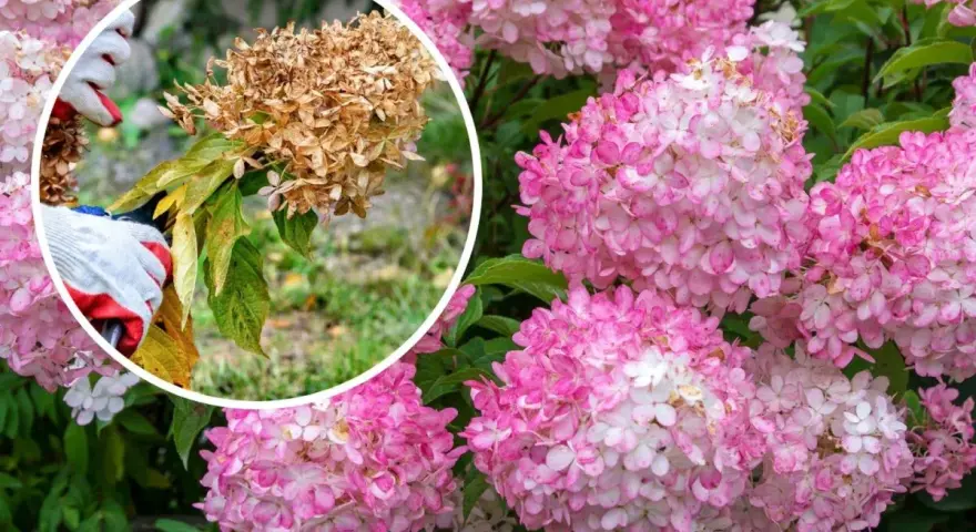 Beskärning av hortensia: en hand med handske klipper bort en vissnad blomställning från en hortensiabuske med rosa blommor.