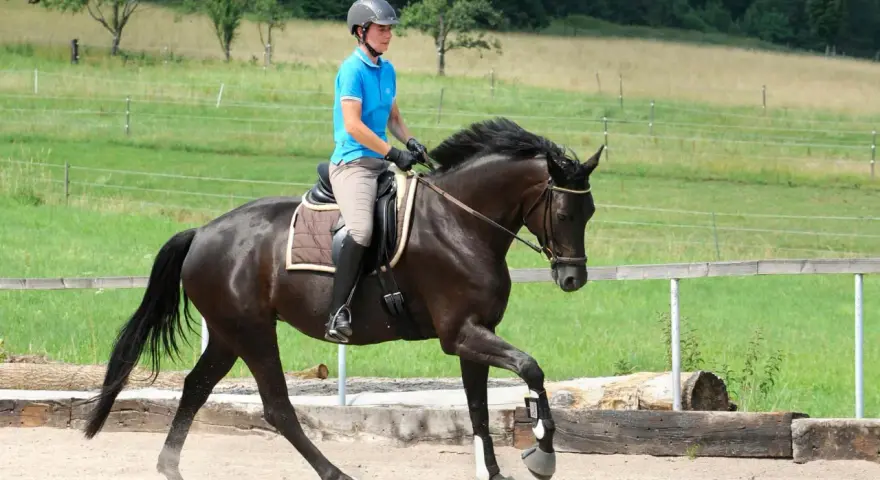 Reiterin in blauer Reitbekleidung übt mit einem dunklen Pferd die Anlehnung im Schritt auf einem Reitplatz.