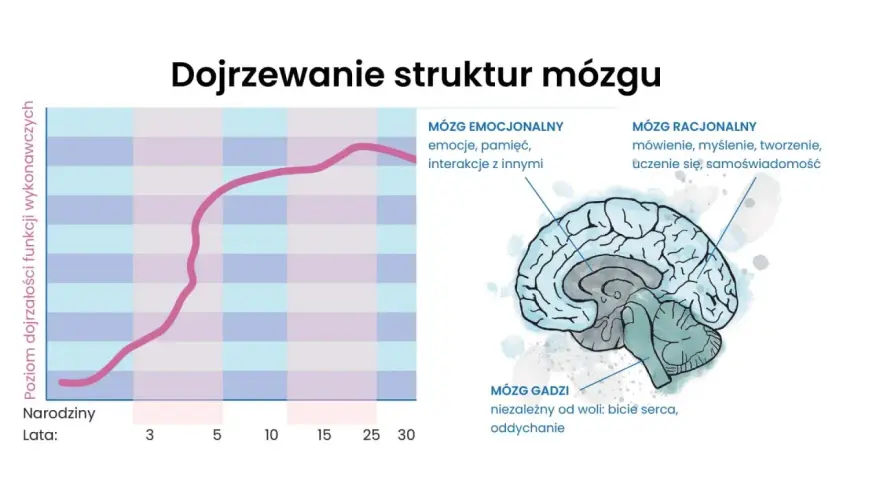 Wykres pokazuje rozwój funkcji wykonawczych u dziecka neurotypowego. Obok ilustracja mózgu z zaznaczonymi obszarami: gadziego, emocjonalnego i racjonalnego.