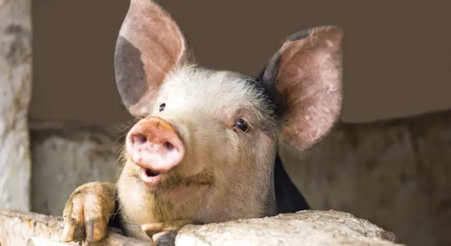 Un suino curioso spunta da una staccionata, con le grandi orecchie rosa e un muso espressivo.