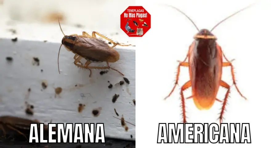 Comparación de cucarachas: Blattella germánica (alemana) y cucaracha americana.