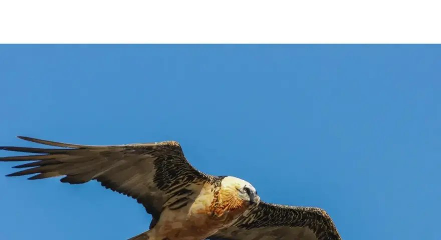 Un gypaète barbu, majestueux vautour fauve, plane dans un ciel bleu éclatant, ses ailes déployées.