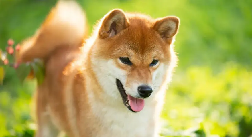 Szczęśliwy pies rasy Shiba Inu, jeden z spokojnych psów średniej wielkości, cieszy się słońcem na zielonej łące.