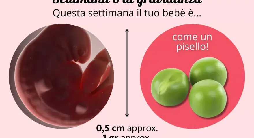 A 6 settimana di gravidanza, il tuo bebè è grande come un pisello, circa 0,5 cm e 1 grammo.