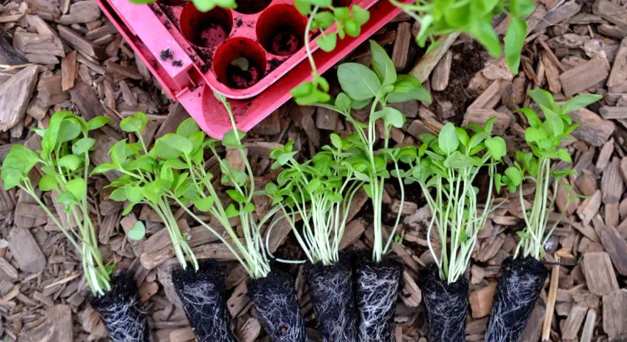 Små plantor med persilja redo att planteras. En rosa plastbricka med tomma celler syns i bakgrunden.
