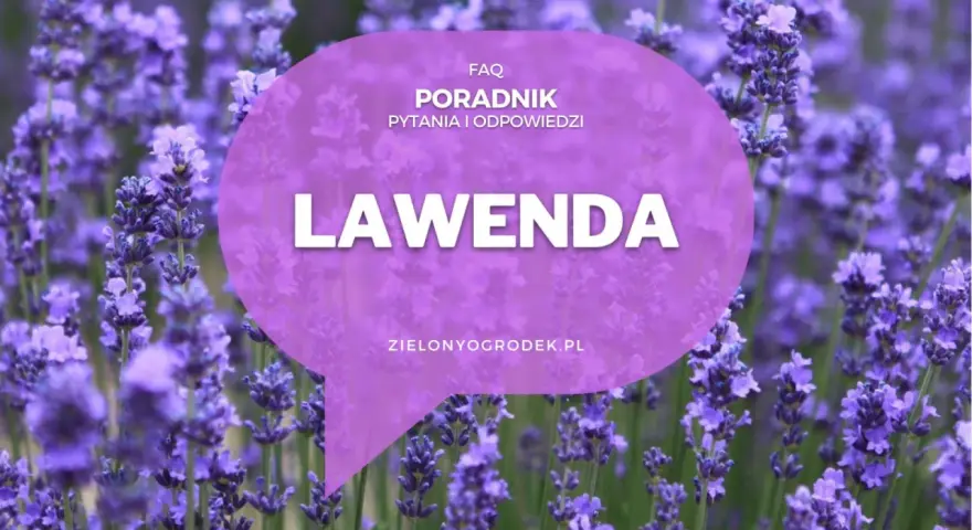 Pole lawendy, na którym widnieje napis "LAWENDA" i informacja o poradniku. Poznaj różne lawenda odmiany.