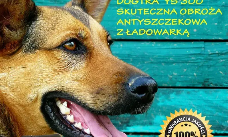 Czy obroża antyszczekowa działa? Skuteczność i kontrowersje w użyciu