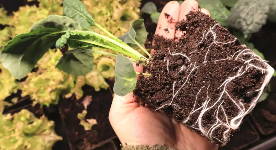 En hand håller en planta med kraftiga rötter, redo att planteras. En perfekt start för att odla svartkål.