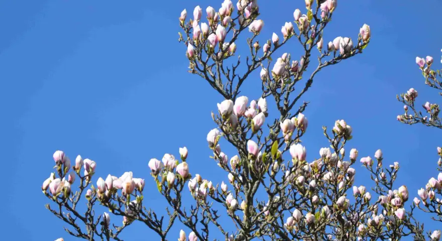 Ett magnoliaträd med många rosa och vita knoppar mot en klarblå himmel. Våren är här!