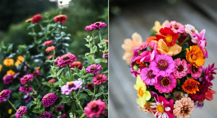 En bukett med färgglada zinnia elegans blommor, med rosa, orange, gula och röda nyanser. Till vänster syns en rabatt med fler zinnia.