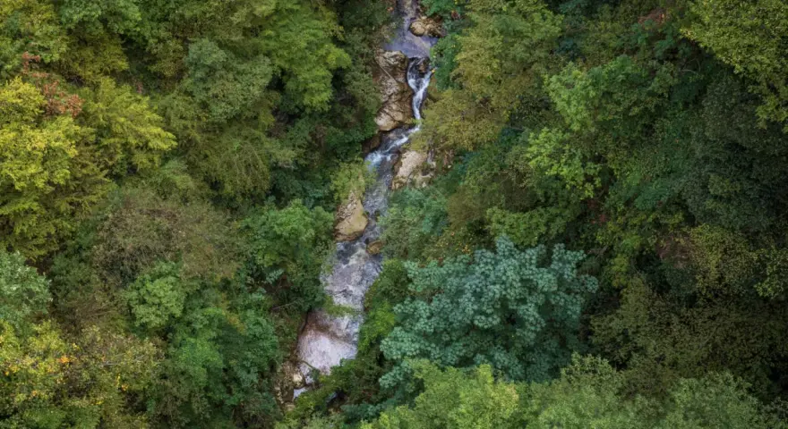Un ruscello serpeggia tra la lussureggiante vegetazione della valle dell'Orfento, con alberi fitti e rocce bagnate.
