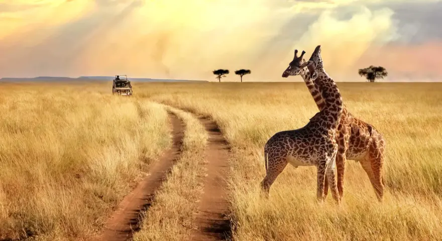 Dwie żyrafy na tle sawanny w Tanzanii. Ciekawostki o tym kraju obejmują jego bogactwo fauny i malownicze krajobrazy.