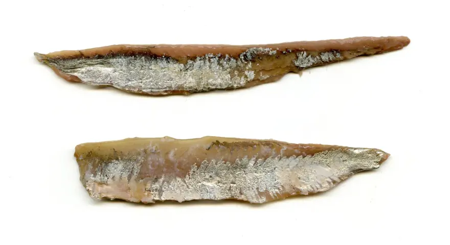 Dwa filety anchois, solone i marynowane, z widoczną srebrzystą skórą i różowym mięsem.