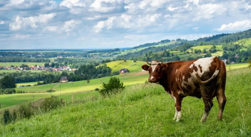 Brązowo-biała krowa na zielonym wzgórzu, w tle malownicza panorama wsi i pagórków. Widok z przełęczy Snozka.