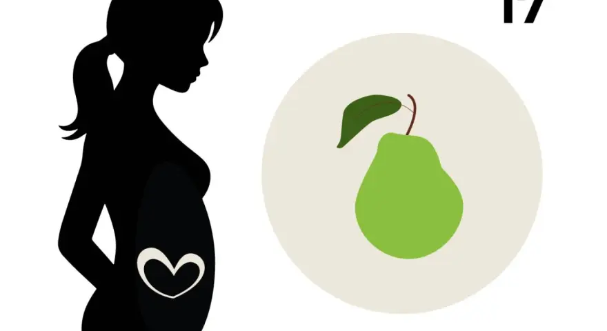 Silhouetten einer schwangeren Frau, die ihr Babybauch zeigt. Daneben eine Birne, die die Größe des Babys in der 17. SSW symbolisiert.
