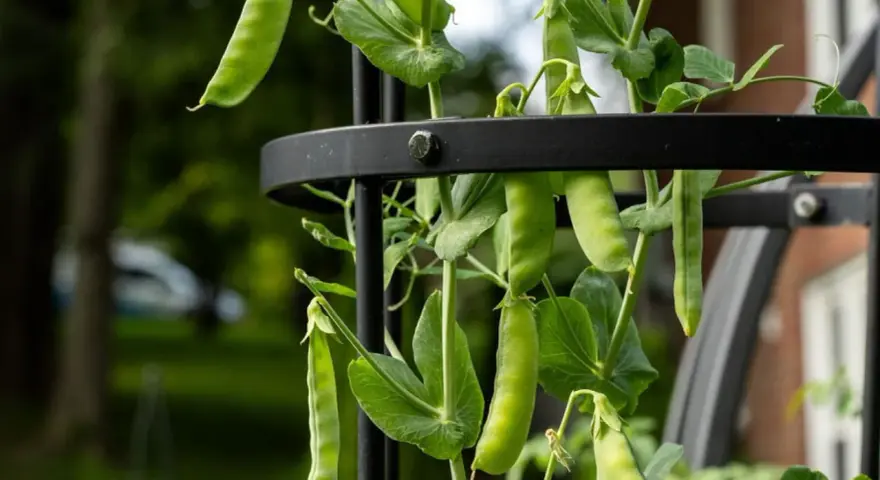 Peas growing on a trellis, showing lush green pods and leaves. This visual answers the question: do peas need a trellis?