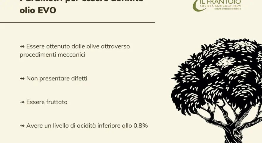 Parametri per olio EVO: ottenuto meccanicamente, senza difetti, fruttato, acidità <0,8%. Il Frantoio Trevi.