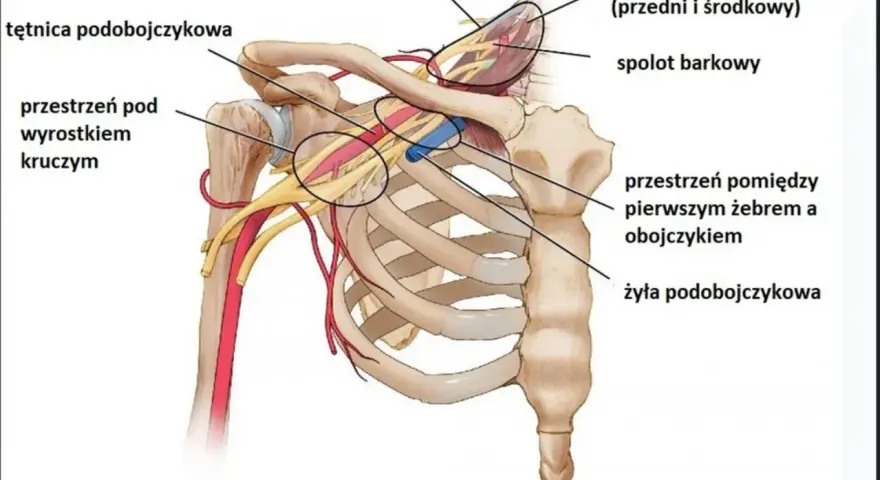 Anatomia okolicy szyjno-barkowej: tętnica i żyła podobojczykowa, mięśnie pochyłe, splot barkowy. Kluczowe dla zrozumienia zespołu szyjno barkowego.