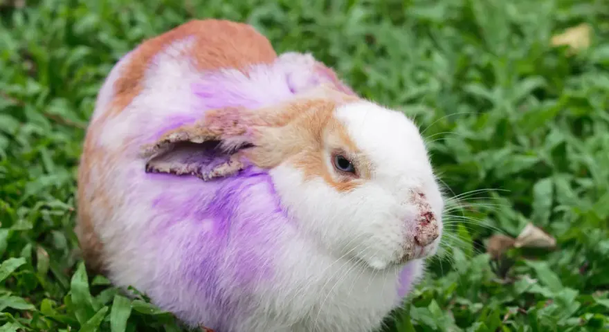 Coniglio con pelo viola e arrossato, forse affetto da dermatite umida.