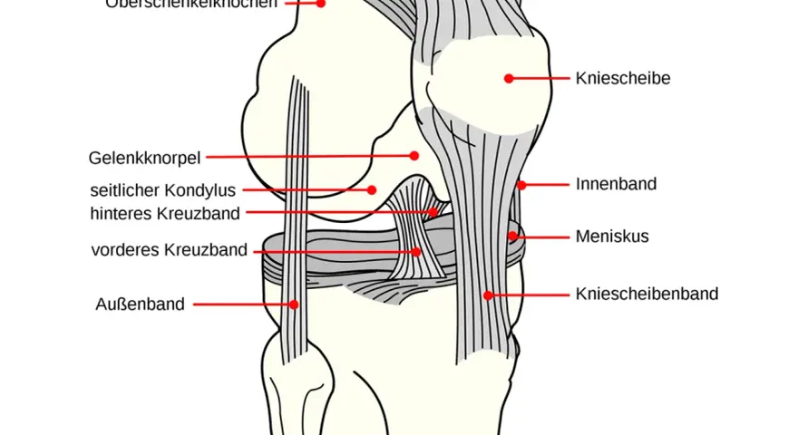 Anatomische Darstellung des Knies mit Beschriftungen. Hilfreich bei der Erklärung von knieschmerzen nach wandern.