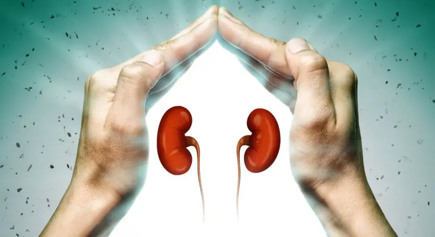 Hände schützen Nieren. Ein guter GFR-Wert mit 70 Jahren ist wichtig für die Gesundheit.