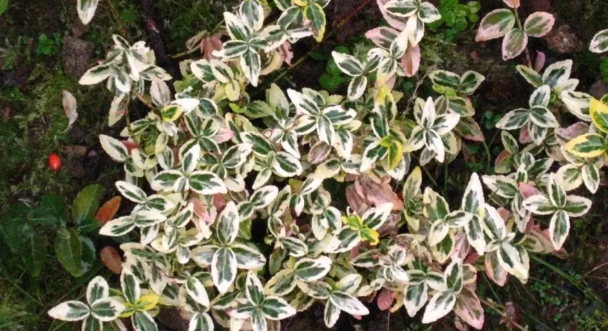 En tät matta av benved på stam med brokiga blad i grönt, vitt och rosa. En liten röd bär syns till vänster.