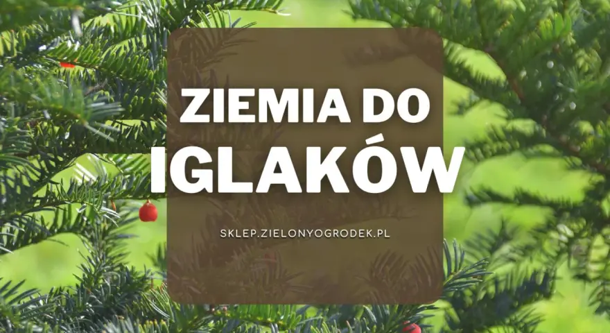 Zielone iglaki z czerwonymi owocami. Napis: Ziemia do iglaków. Idealna ziemia do iglaków dla Twoich roślin.