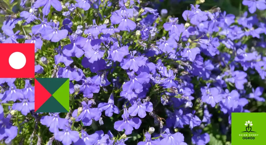 Niebieskie lobelie kwitną obficie, tworząc barwne kobierce. Idealne **lobelia stanowisko** to słoneczne miejsce, gdzie w pełni rozwijają swój urok.